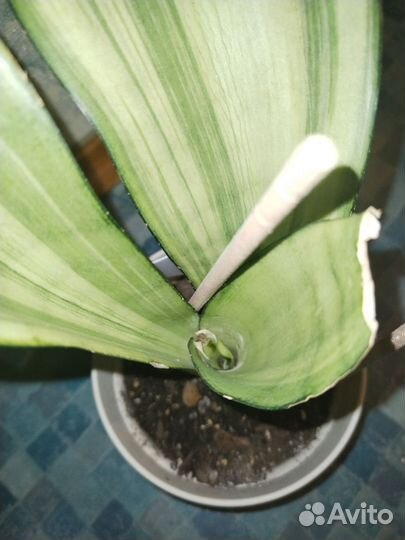 Сансевиерия муншайн вариегатная