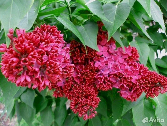 Сирень Красная Москва