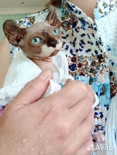 Канадский сфинкс Двэльфик