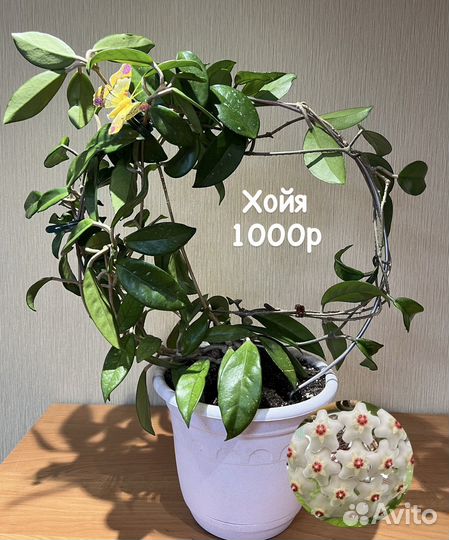Комнатные растения разные