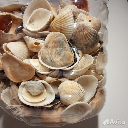 Крупные ракушки 2 кг