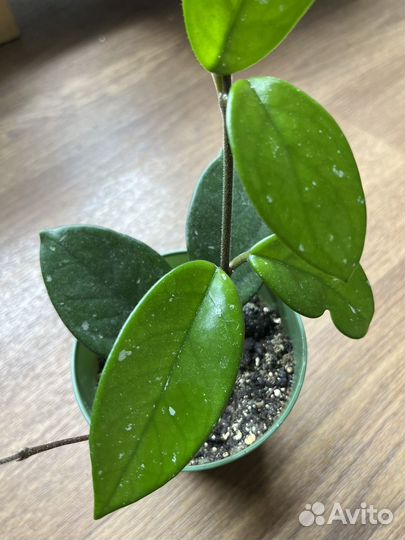 Хойя карноза