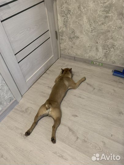 Французский бульдог 1,5 года