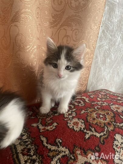Кошки в добрые руки бесплатно
