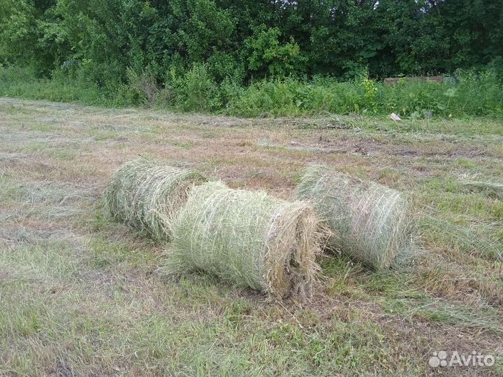 Сено в тюках