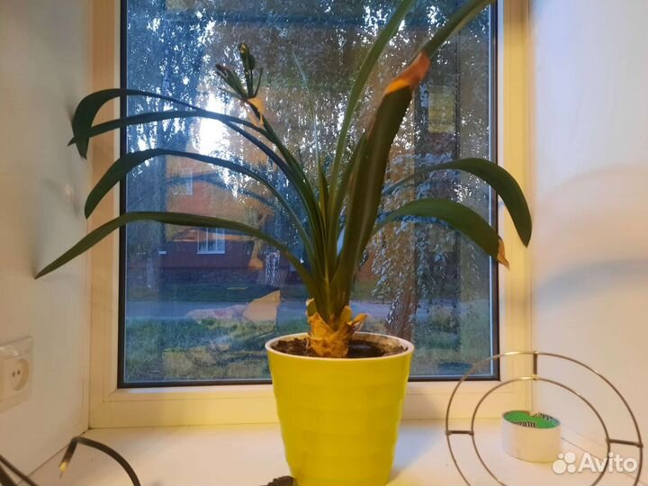 Гиппиаструм