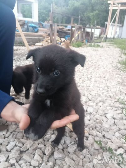 Отдам в добрые руки щенков немецкой овчарки