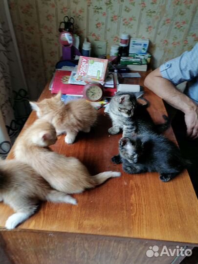 Отдадим котят в добрые руки
