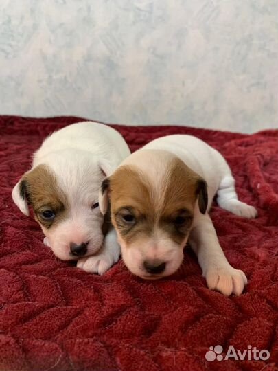 Парсон рассел терьер