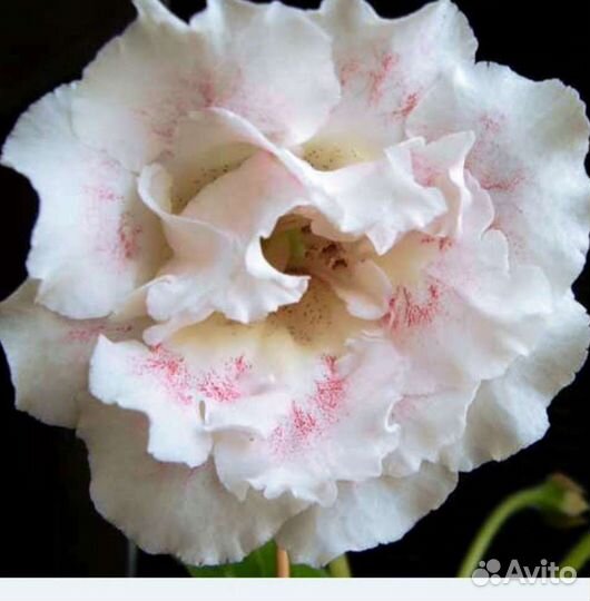 Глоксинии сортовые часть 1