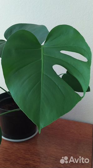 Монстера (молодые монстеры)