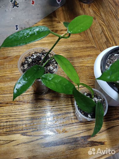 Комнатные растения