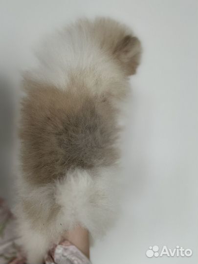 Померанский шпиц мини девочка