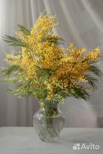 Мимозы опт Белая Калитва