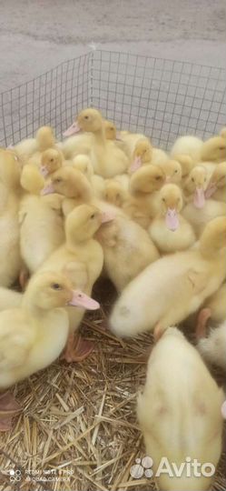 Гусята линда, суточные и подрощенные