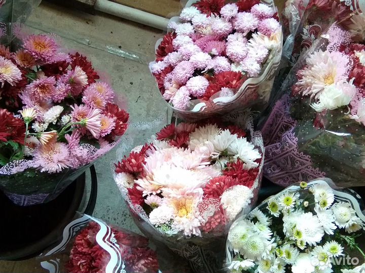 Хризантемама корни 50