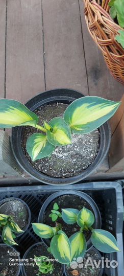 Хосты сортовые гибридные