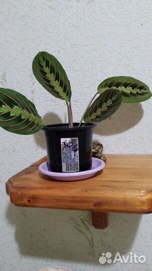 Маранта триколор