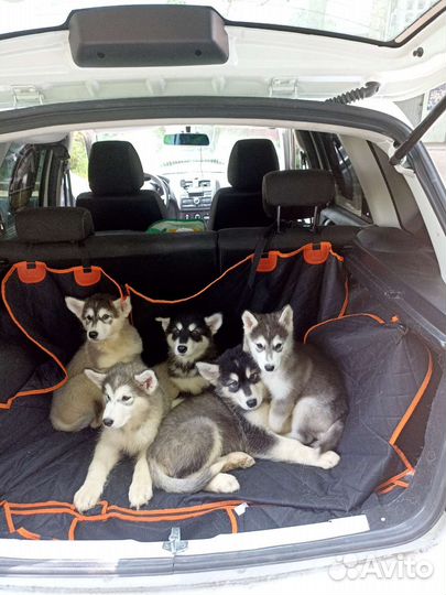 Аляскинский маламут