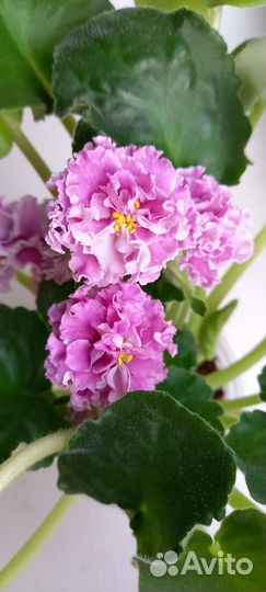 Сортовые фиалки