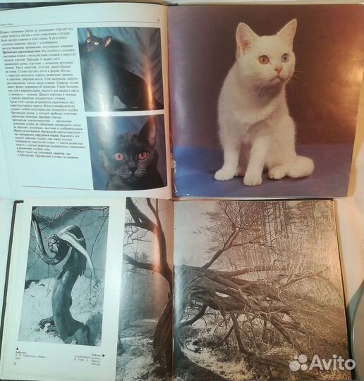 Книга - Фотоальбом СССР, Кошки, Природа, Эрмитаж