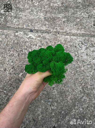 Стабилизированный мох ягель Зелёный Микс 5