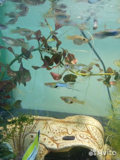 Гуппи голубые японские Эндлера