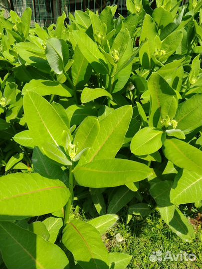 Цветы дачные