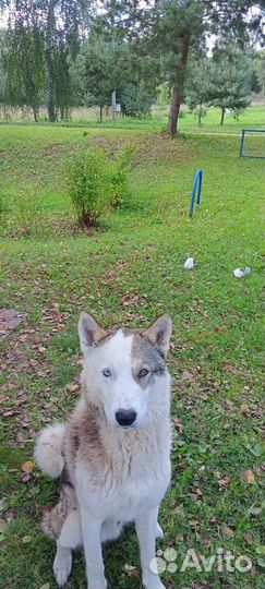 Хаски лайка