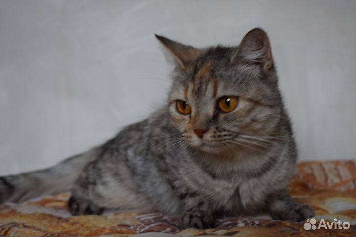 Кошка в дар
