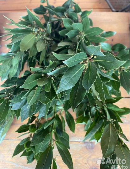 Лавровый лист