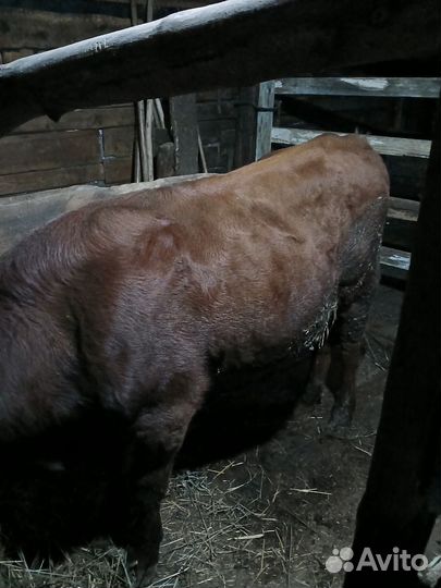 Телята бычки