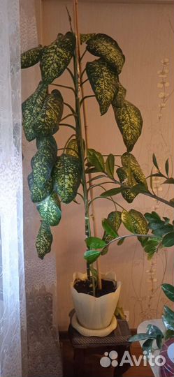 Диффенбахия