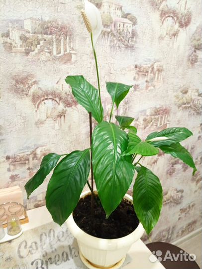 Спатифиллум