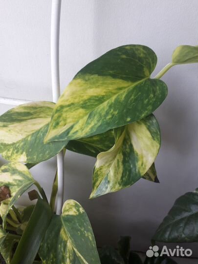 Сциндапсус