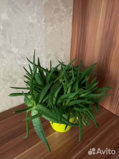 Алоэ вера, растение