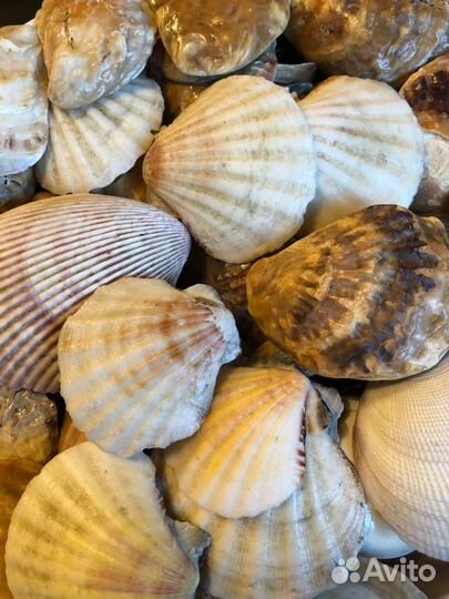 Набор крупных, морских, плоских ракушек Гребешок