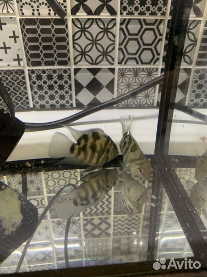 Продам пару сапфировых попугаев