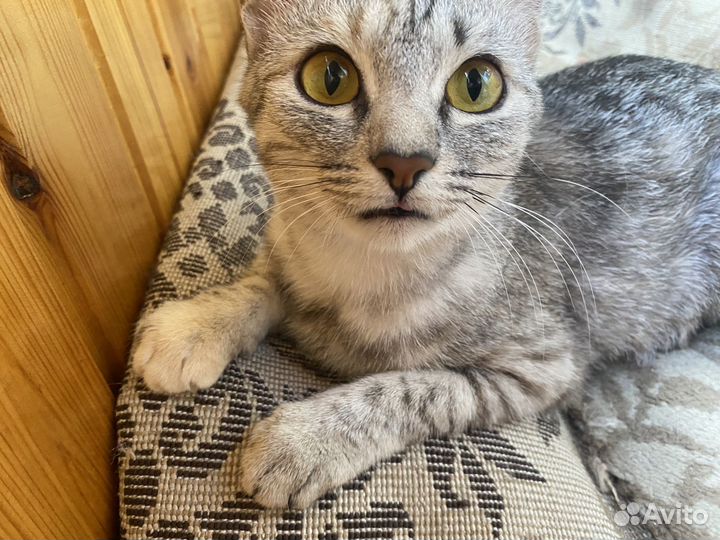 Кошка, Американская Короткошерстная