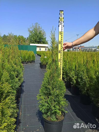 Туя западная Смарагд С10 90-110 см