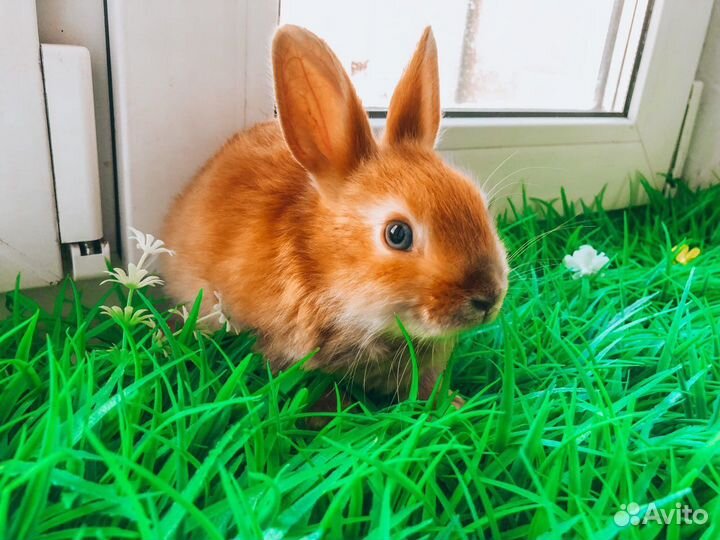 Карликовый кролик - цветной карлик