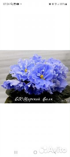 Лист фиалки Морской Волк