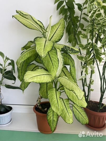 Диффенбахия пятнистая