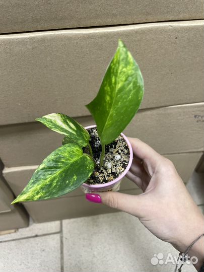 Комнатные растения