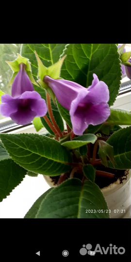 Глоксиния тидея.Листья с корешками