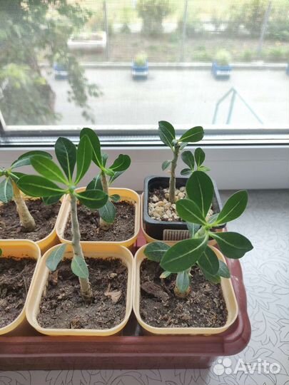 Адениум микс