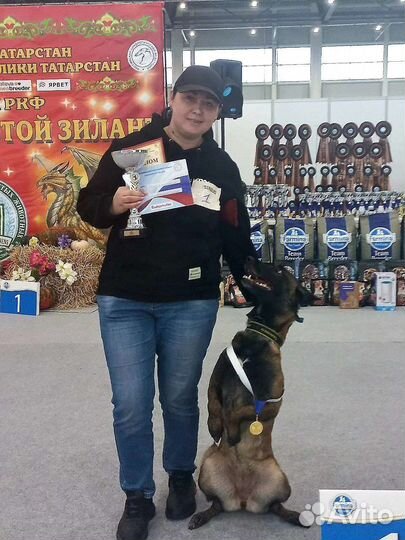 Услуги кинолога. Дрессировка собак