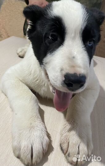 Среднеазиатская овчарка алабай щенки