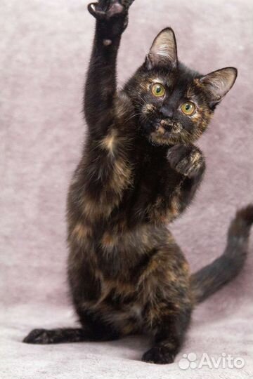 Кошка Зося в добрые руки