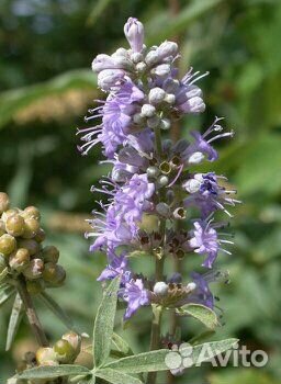 Мурайя гуаява витекс расторопша азимина гинкго